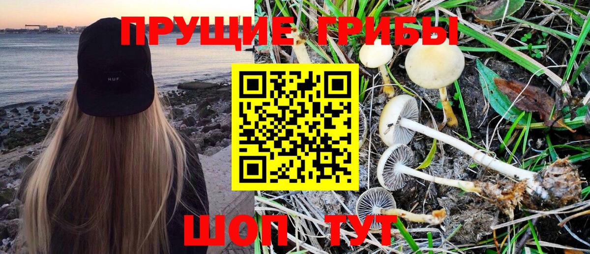 Псилоцибиновые грибы Psilocybe Воскресенск